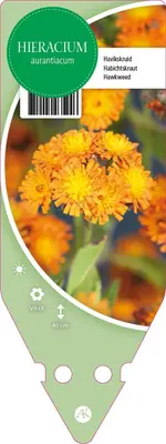 Hieracium Aurantiacum (Havikskruid) - afbeelding 1