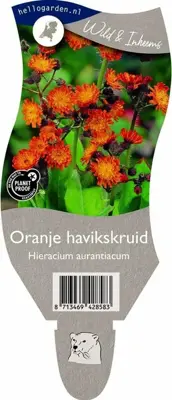 Hieracium aurantiacum (Muizenoor) - afbeelding 1