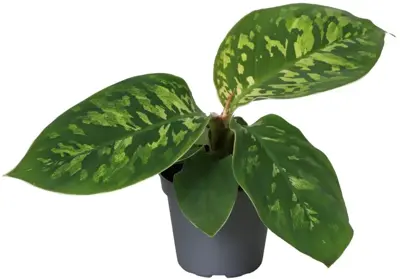 Homalomena wallisii 'Camouflage' 10cm - afbeelding 1