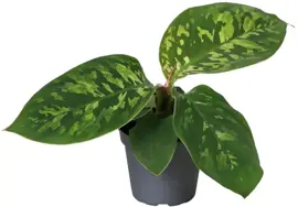 Homalomena wallisii 'Camouflage' 10cm - afbeelding 1