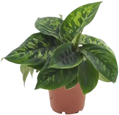 Homalomena wallisii 'Camouflage' 30cm - afbeelding 1