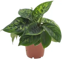 Homalomena wallisii 'Camouflage' 30cm - afbeelding 1
