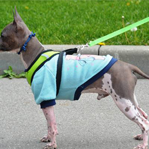 Riemen, Tuigjes & Halsbanden