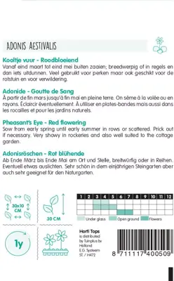 Horti tops zaden adonis aestivalis, kooltje vuur roodbloeiend - afbeelding 2