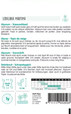 Horti tops zaden Alyssum Sneeuwkleed - afbeelding 2