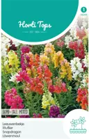 Horti tops zaden antirrhinum, leeuwenbekje half-hoge gemengd - afbeelding 1