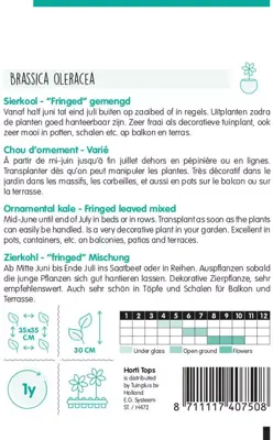 Horti tops zaden Brassica, Sierkool gemengd - afbeelding 2