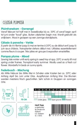 Horti tops zaden celosia, hanenkam (plumosa) gemengd - afbeelding 2