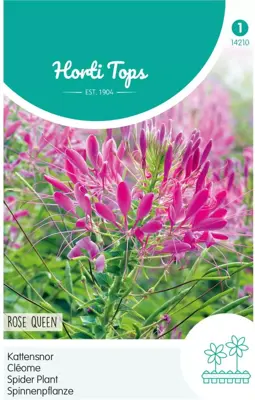 Horti tops zaden cleome, Kattensnor rose queen - afbeelding 1