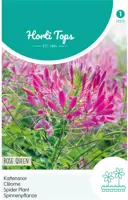 Horti tops zaden cleome, Kattensnor rose queen kopen?