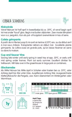 Horti tops zaden cobaea, Klokwinde blauw - afbeelding 2