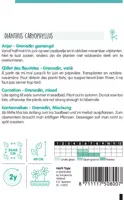 Horti tops zaden dianthus, anjer grenadin gemengd - afbeelding 2