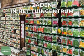 Horti tops zaden dianthus, chabaud anjer gemengd - afbeelding 3