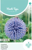 Horti tops zaden echinops, kogeldistel blue globe - afbeelding 1
