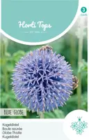 Horti tops zaden echinops, kogeldistel blue globe kopen?