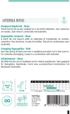 Horti tops zaden gypsophila, kruipend gipskruid rose - afbeelding 2