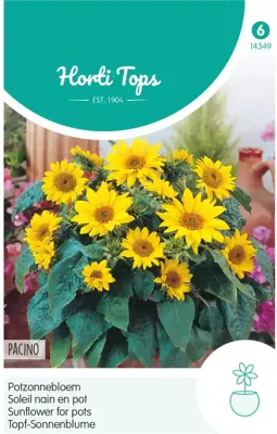 Horti tops zaden helianthus, potzonnebloem pacino - afbeelding 1