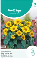 Horti tops zaden helianthus, potzonnebloem pacino kopen?