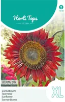 Horti tops zaden helianthus, zonnebloem evening sun/avondzon - afbeelding 1