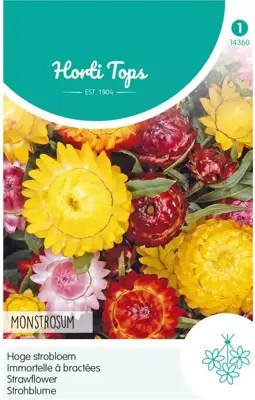 Horti tops zaden Helichrysum, Hoge strobloem Monstrosum - afbeelding 1