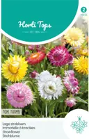 Horti tops zaden helichrysum, lage strobloem tom thumb - afbeelding 1