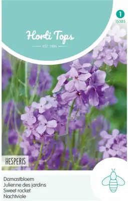 Horti tops zaden hesperis, damastbloem violet - afbeelding 1