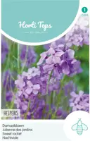 Horti tops zaden hesperis, damastbloem violet - afbeelding 1