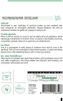 Horti tops zaden IJskruid - afbeelding 2