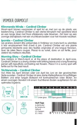 Horti tops zaden Ipomoea, Klimmende Winde, Cardinal Climber - afbeelding 2