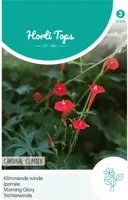 Horti tops zaden Ipomoea, Klimmende Winde, Cardinal Climber - afbeelding 1