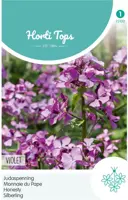 Horti tops zaden lunaria, judaspenning violet - afbeelding 1