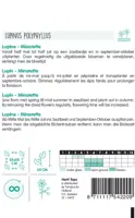 Horti tops zaden lupinus, lupine minarette gemengd - afbeelding 2