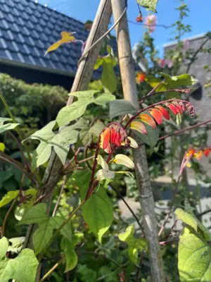 Horti tops zaden Mina Lobata, Spaanse vlag Quamoclit - afbeelding 2