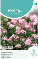 Horti tops zaden myosotis, vergeet-me-nietje victoria rose - afbeelding 1