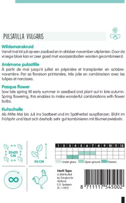 Horti tops zaden pulsatilla, wildemanskruid - afbeelding 2