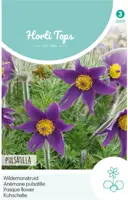 Horti tops zaden pulsatilla, wildemanskruid - afbeelding 1