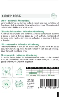 Horti tops zaden witlof hollandse middelvroeg - afbeelding 2