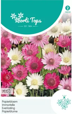 Horti tops zaden Xeranthemum, Papierbloem gemengd - afbeelding 1