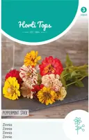 Horti tops zaden Zinnia Peppermint Stick - afbeelding 1