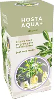 Hosta aqua+striped in glas 1st kopen?