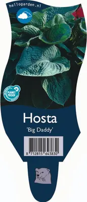 Hosta 'Big Daddy' (Hartlelie) - afbeelding 1