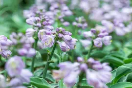 Hosta 'Blue Mouse Ears' (Hartlelie) - afbeelding 2