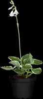 Hosta (Hartlelie) - afbeelding 48