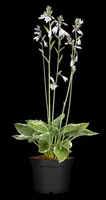 Hosta (Hartlelie) - afbeelding 45