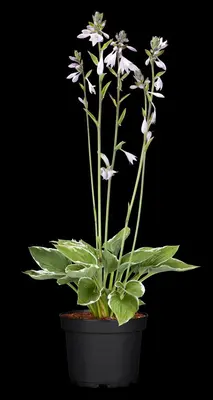 Hosta (Hartlelie) - afbeelding 45