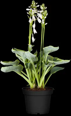 Hosta (Hartlelie) - afbeelding 31