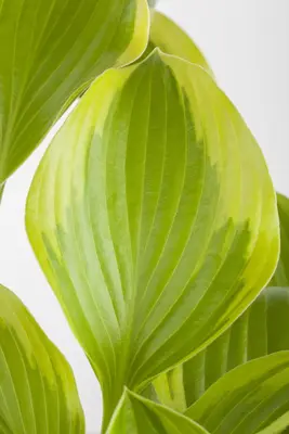 Hosta (Hartlelie) - afbeelding 6