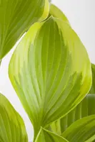 Hosta (Hartlelie) - afbeelding 6