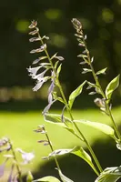 Hosta (Hartlelie) - afbeelding 7