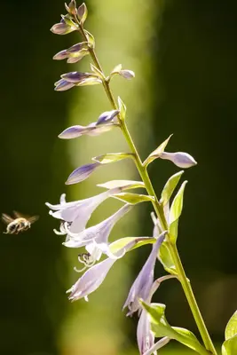 Hosta (Hartlelie) - afbeelding 9